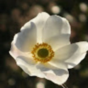 Meet your Posher, Carettax2fan